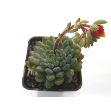 Echeveria rondelli