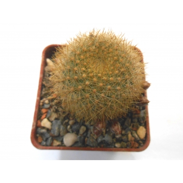 Aylostera archibuiningiana