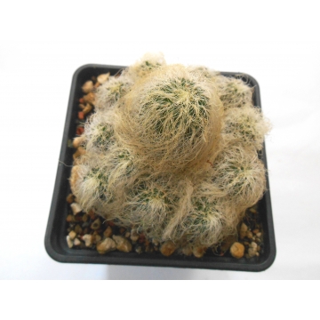 Sulcorebutia patriciae