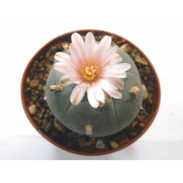 Lophophora williamsii