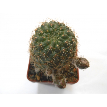 Rebutia pygmaea v. polypetala