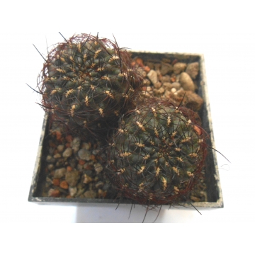 Sulcorebutia glomerispina