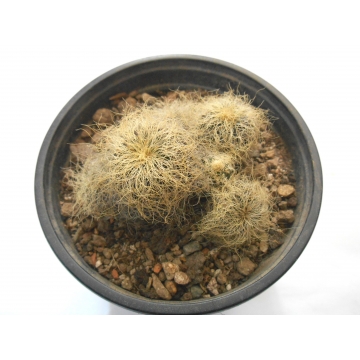 Sulcorebutia patriciae
