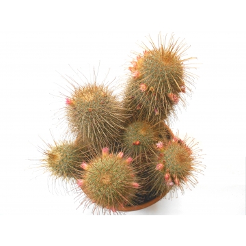 Mammillaria magnifica