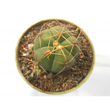 Gymnocalycium horstii