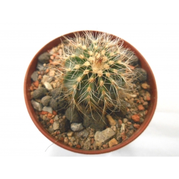 Echinocereus weinbergii