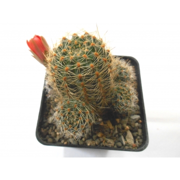 Mediolobivia steinmannii v...