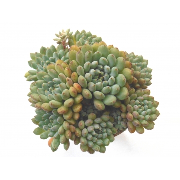 Echeveria rondelli