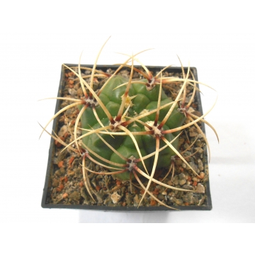 Gymnocalycium monvillei