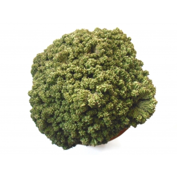 Euphorbia horrida cristata