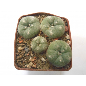 Lophophora williamsii