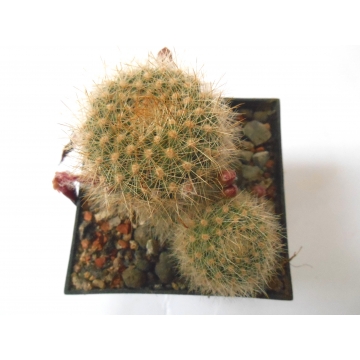 Rebutia vallegrandensis