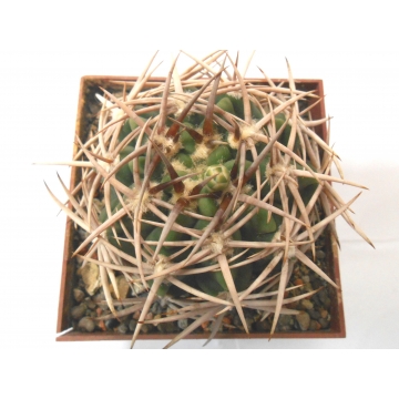 Gymnocalycium ferox