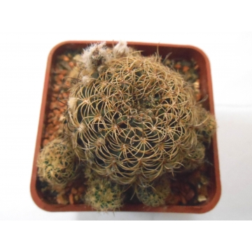 Lobivia tiegeliana v pusilla