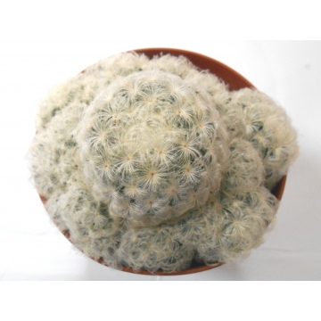 Mammillaria plumosa