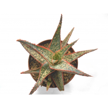 Aloe vitro