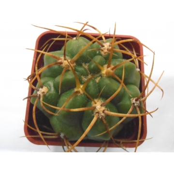 Gymnocalycium monvillei