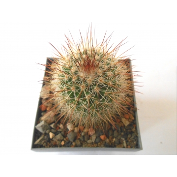 Mammillaria duoformis