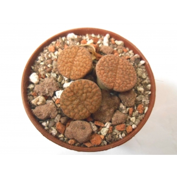 Lithops fulviceps