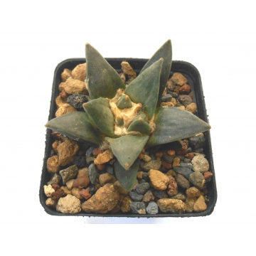 Ariocarpus retusus hybrid...