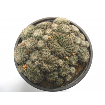 Sulcorebutia pedroensis
