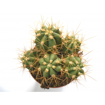 Trichocereus pasacana