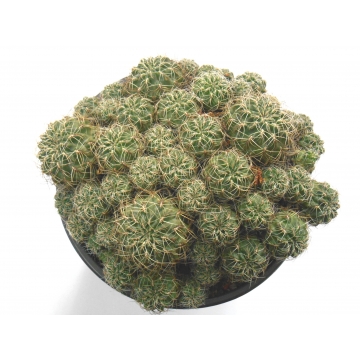 Sulcorebutia losenickyana