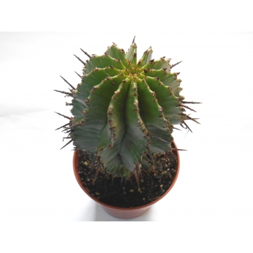 Euphorbia horrida