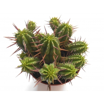Euphorbia enopla
