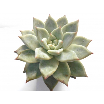 Echeveria Colorata Ice