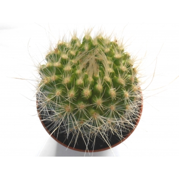 Parodia penicillata var nivosa