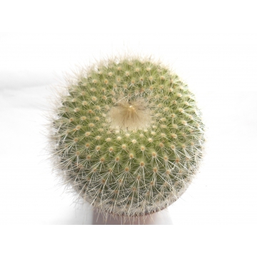 Parodia haselbergii
