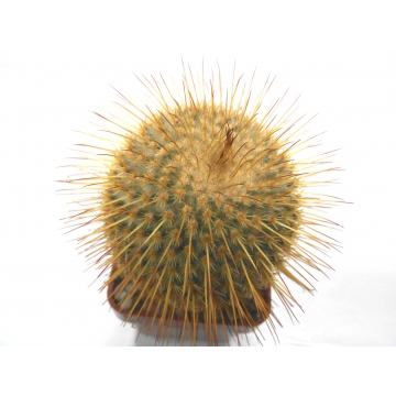 Mammillaria...