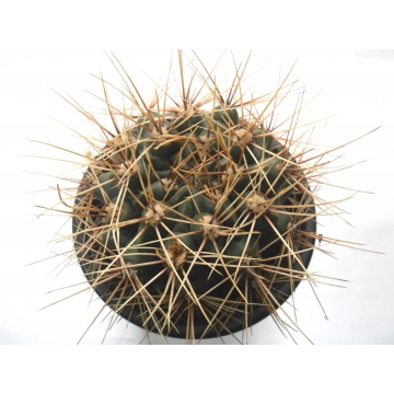 Gymnocalycium gibbosum