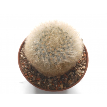 Mammillaria guelzowiana