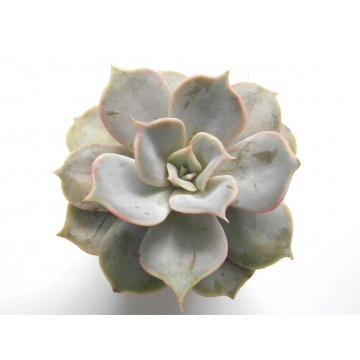 Echeveria lilacina