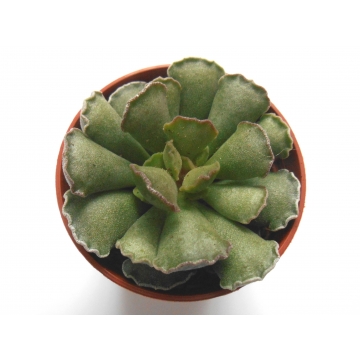 Adromischus cristatus