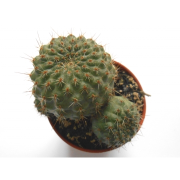Rebutia Nitida