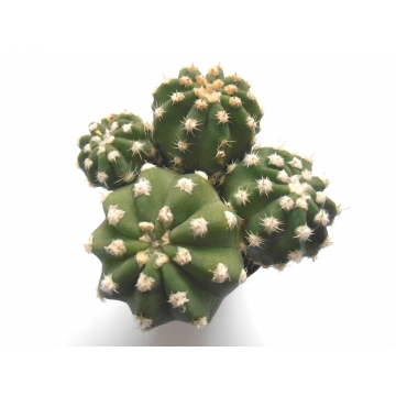 Echinopsis subdenudata