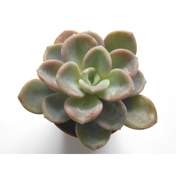 Echeveria gilva