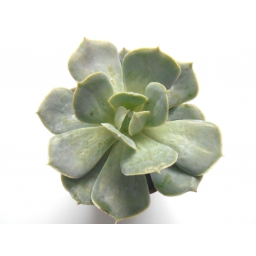 Echeveria Grey Prince