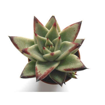 Echeveria agavoides red edge