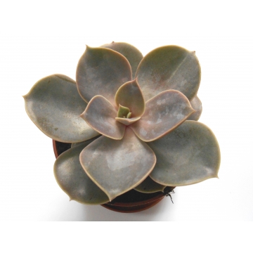 Echeveria perle von nurn