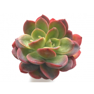Echeveria gilva