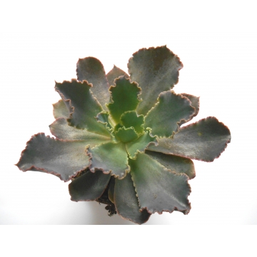 Echeveria Neonbreaker