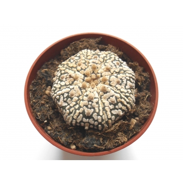 Astrophytum asterias...