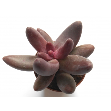Pachyphytum bracteosum fitkai