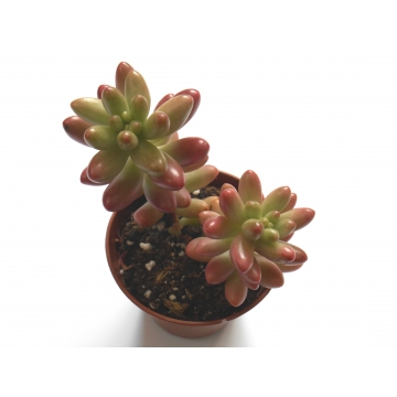 Sedum Rubrotinctum Aurora