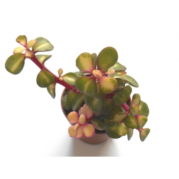 Portulacaria afra medio picta