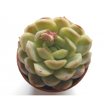 Echeveria gilva sp